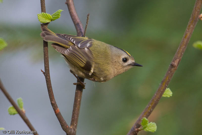 Hippiäinen, regulus regulus.