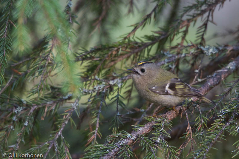 Hippiäinen, regulus regulus.