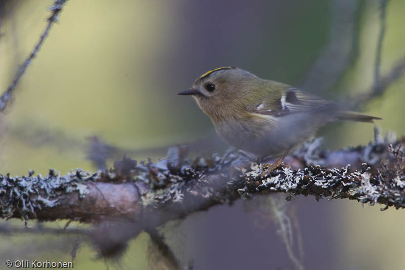 Hippiäinen, regulus regulus.