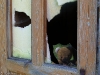 abandoned-teddy-bear-2012-6393-size-4447-x-3133