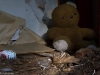 abandoned-teddy-bear-2012-6561-size-4896-x-3264