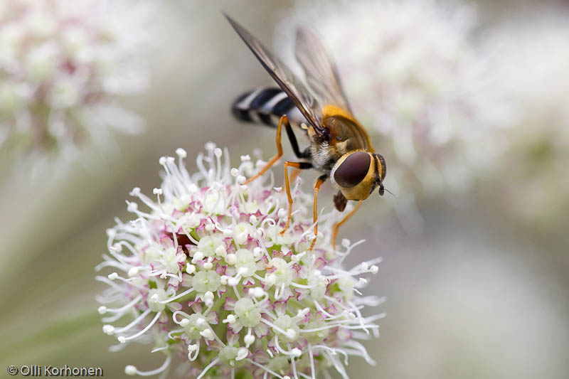 syrphidae-2012-7786-size-4207-x-2805