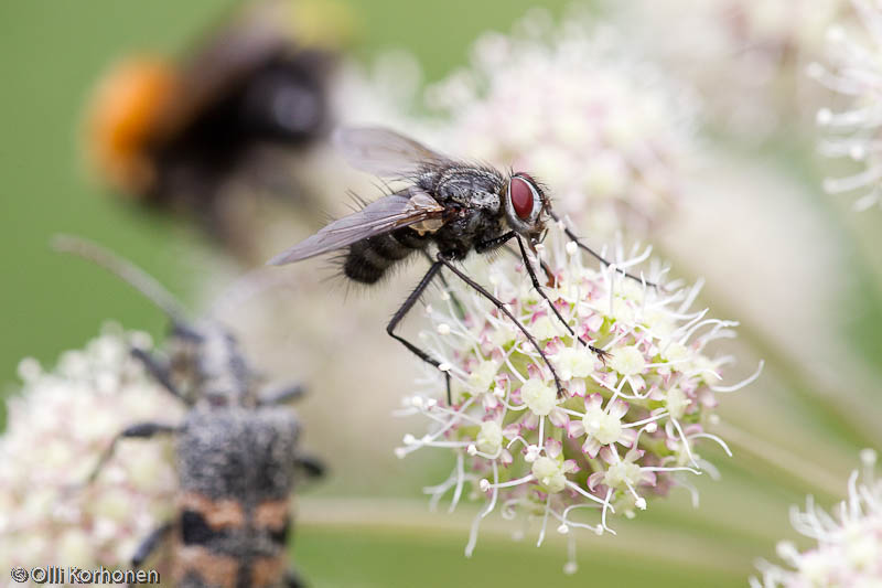 syrphidae-2012-7820-size-4180-x-2787