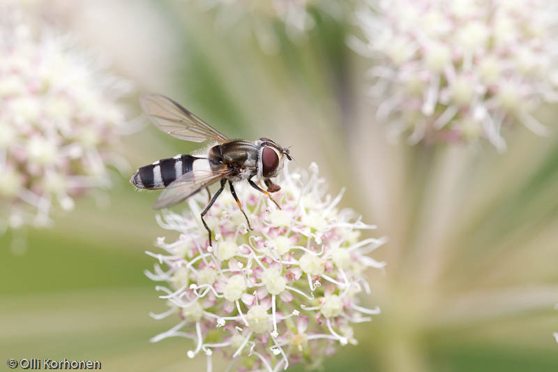 syrphidae-2012-7823-size-4074-x-2716