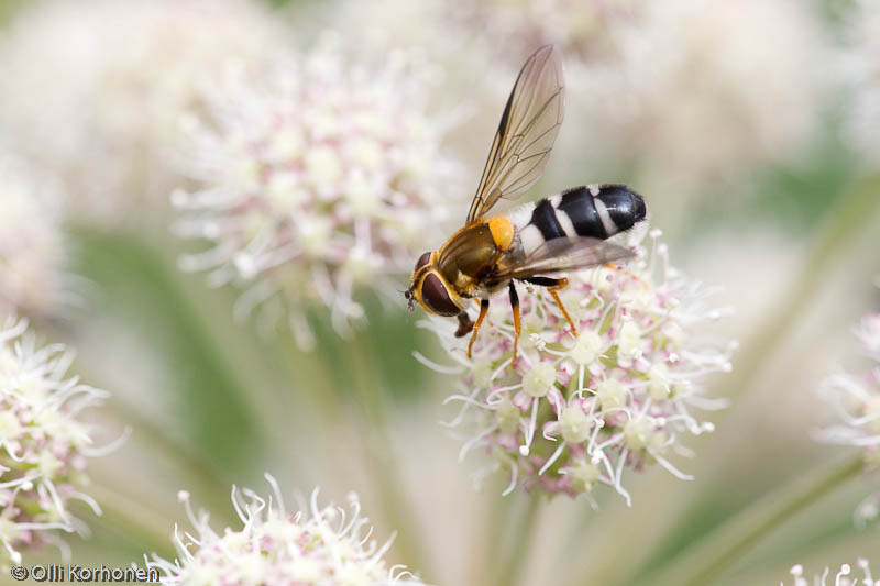 syrphidae-2012-7824-size-4499-x-2999