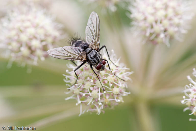 syrphidae-2012-7831-size-4512-x-3008