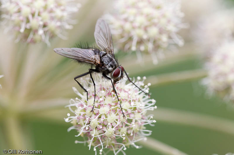 syrphidae-2012-7834-size-4233-x-2822