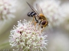 syrphidae-2012-7786-size-4207-x-2805