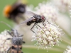 syrphidae-2012-7820-size-4180-x-2787