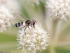 syrphidae-2012-7823-size-4074-x-2716