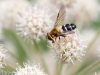 syrphidae-2012-7824-size-4499-x-2999