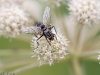 syrphidae-2012-7831-size-4512-x-3008