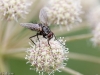 syrphidae-2012-7834-size-4233-x-2822