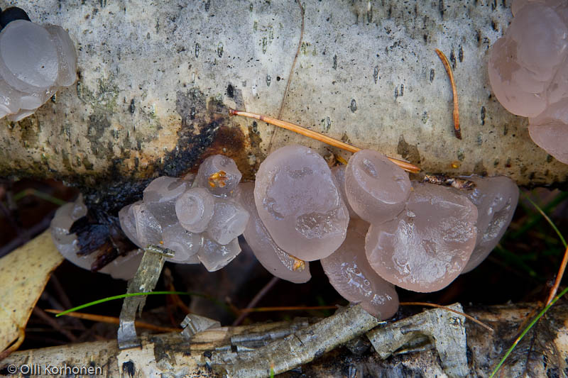 Hytymassikka, neobulgaria pura.