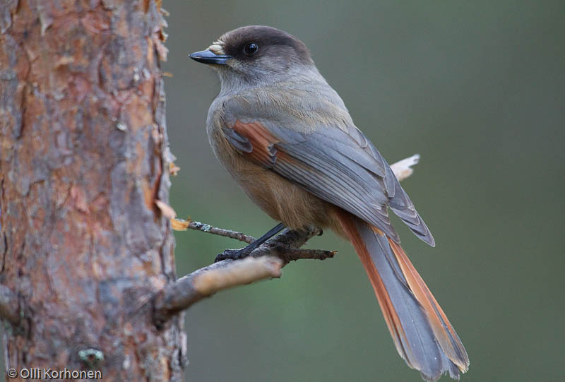 Kuukkeli lähikuvassa männynoksalla.