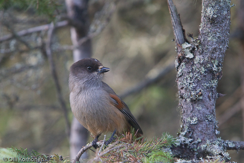 Kuukkeli.