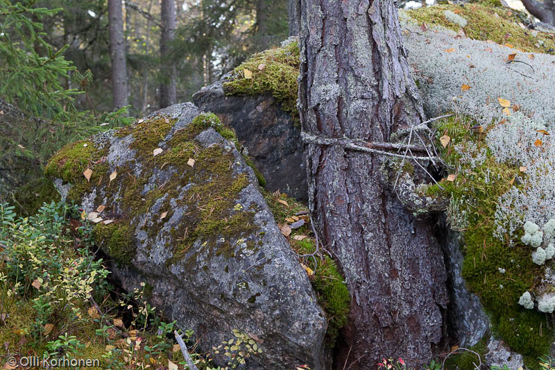 Kylki-Kurikka-järven outo mänty.