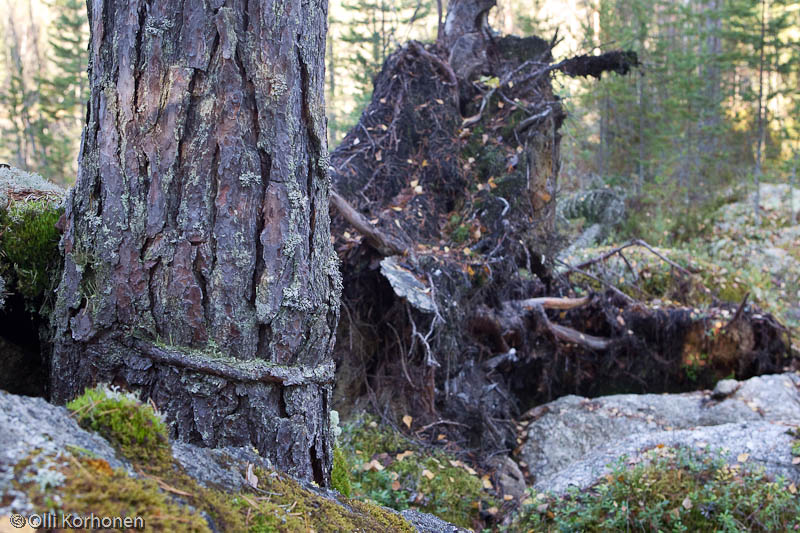 Kylki-Kurikka-järven outo mänty.