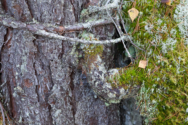 Kylki-Kurikka-järven outo mänty.