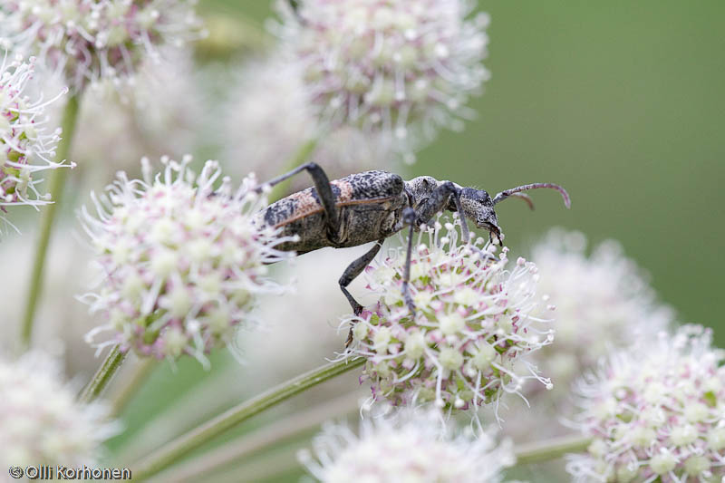 lehtikantojäärä, rhagium mordax.