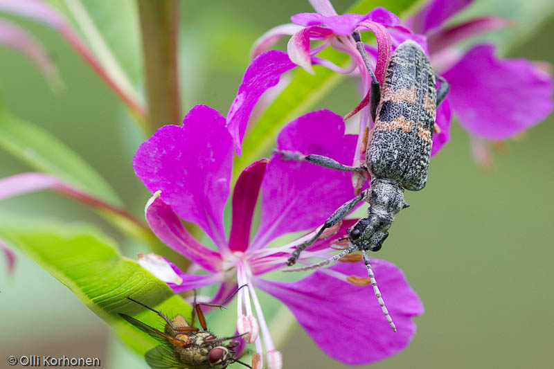 lehtikantojäärä, rhagium mordax.