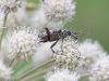 lehtikantojäärä, rhagium mordax.