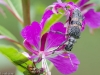 lehtikantojäärä, rhagium mordax.