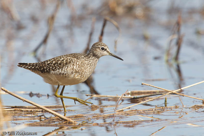 Liro kahlaa, Wood Sandpiper, Tringa glareola.