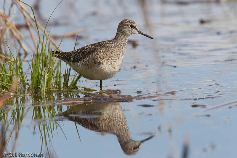 Liro, Wood Sandpiper, Tringa glareola.