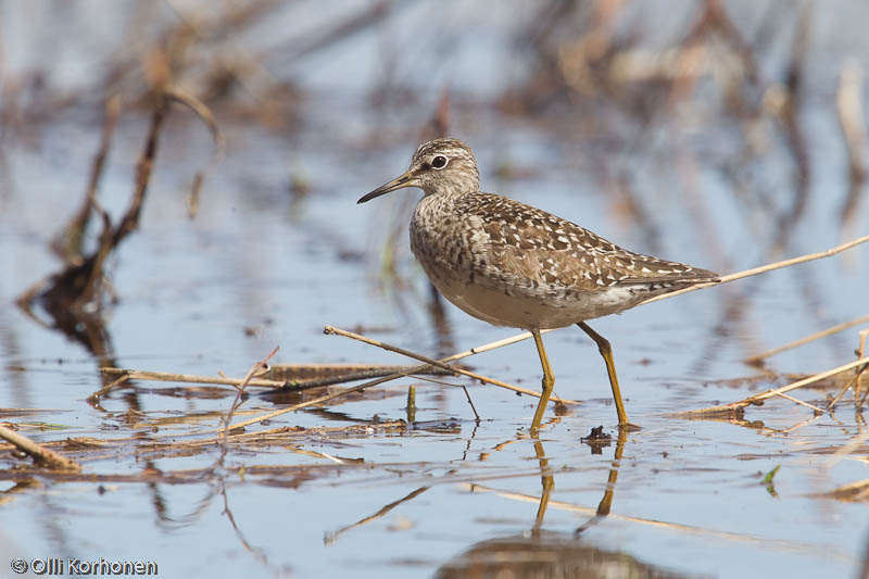 Liro, Wood Sandpiper, Tringa glareola.