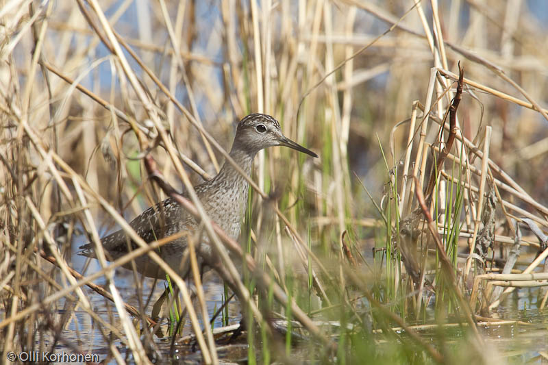 Liro kaislikossa, Wood Sandpiper, Tringa glareola.