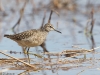 Liro kahlaa, Wood Sandpiper, Tringa glareola.