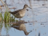 Liro, Wood Sandpiper, Tringa glareola.