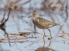 Liro, Wood Sandpiper, Tringa glareola.