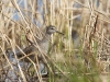 Liro kaislikossa, Wood Sandpiper, Tringa glareola.