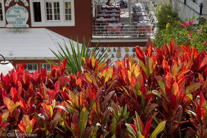 Kukkaloistoa, Funchal, Madeira.