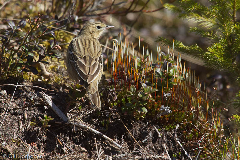 Metsäkirvinen kankaalla.