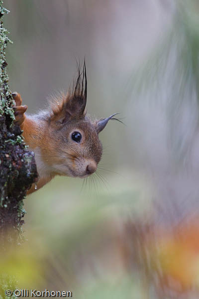 Orava kurkkii puun rungon takaa.