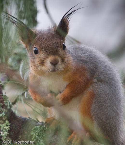 Nuori orava ihmettelee oksalla.