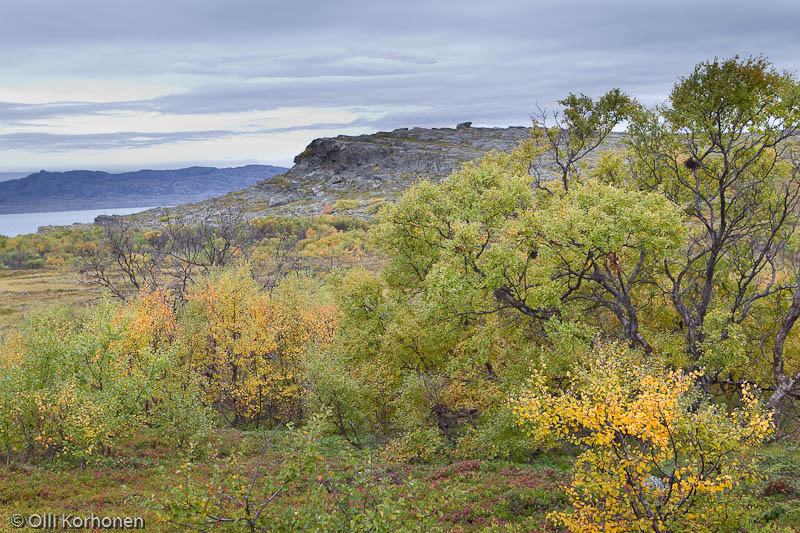 Ruskamaisema Norjan rannikolla välillä Utsjoki-Vuoreija.