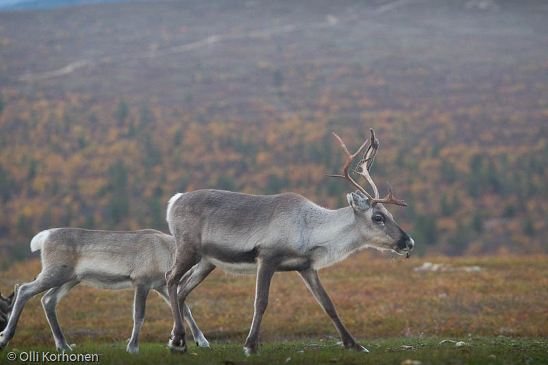 Poroja Kaunispää-tunturin laella.