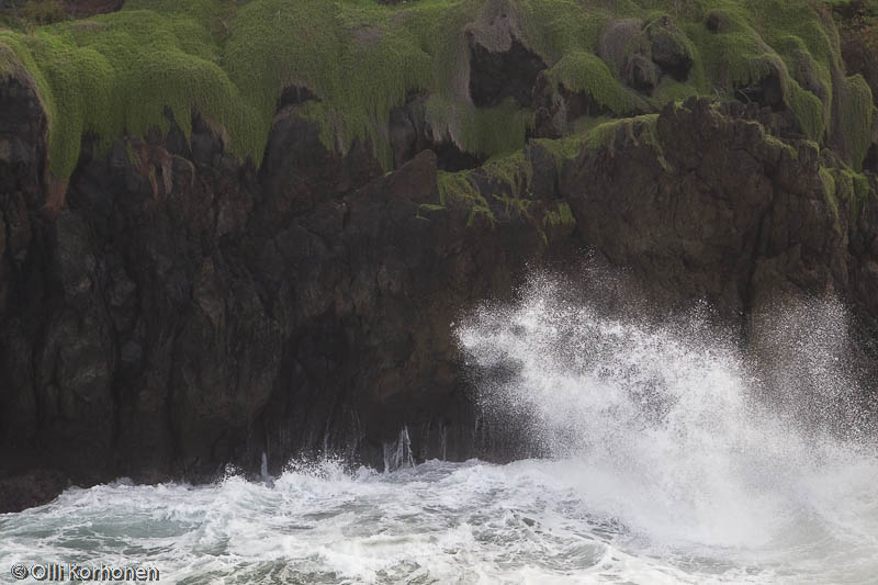 Susi hyökkää, hahmo rantatyrskyissä, Porto Moniz, Madeira.