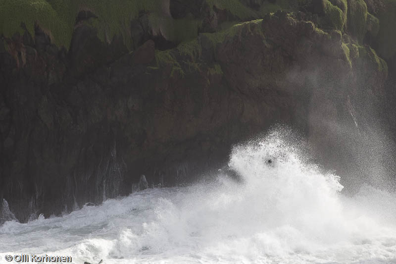 Karhu, hahmo rantatyrskyissä, Porto Moniz, Madeira.