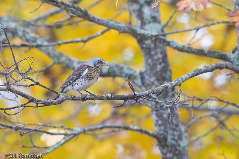 Räkättirastas ruskankeltainen vaahtera taustallaan.