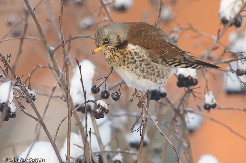 Räkättirastas talvella marja-aroniassa.