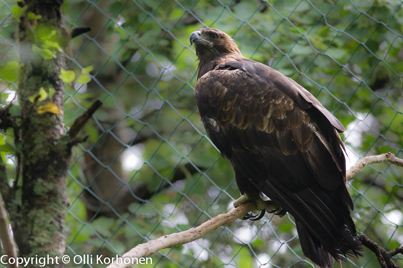 Maakotka, Ranua Zoo.