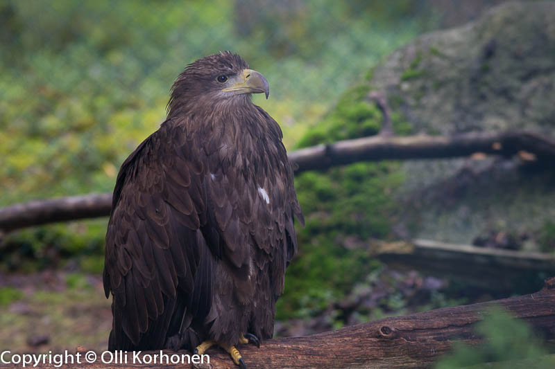 Merikotka, Ranua Zoo.