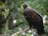 Maakotka, Ranua Zoo.