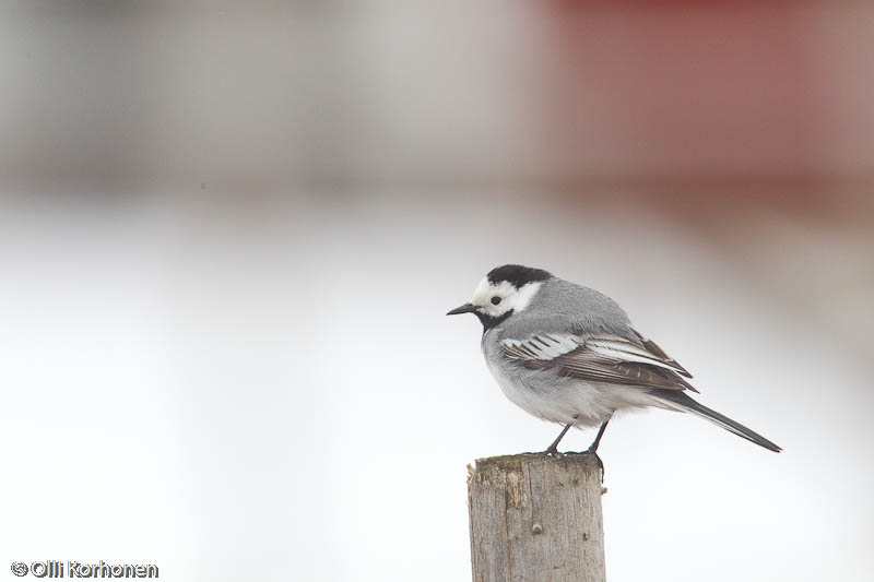 Västäräkki keväällä.