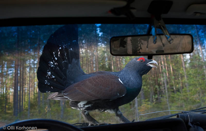 Rajoitettu näkyvyys, Vuoden luontokuva 2011-ehdokas